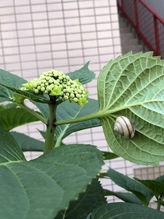 あじさい (1).jpg