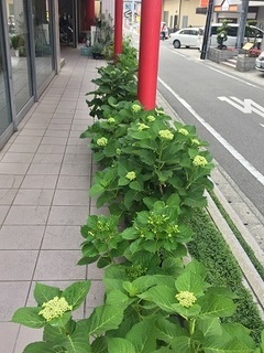 あじさい (4).jpg