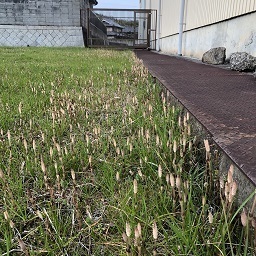つくし (2).jpg