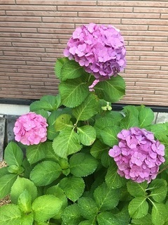 アジサイ (4).jpg