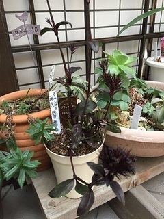 ガーデニング (2).jpg