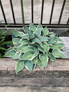 キボウシ (2).jpg