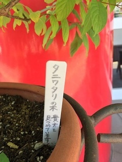 タニワタリノ木 (3).jpg