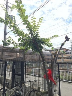 チャドクガ (2).jpg