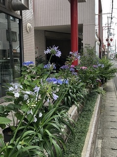 プチプチプチプチあじさいロード (2).jpg