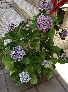 プチプチプチプチあじさいロード (4).jpg