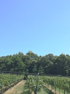 写真 2016-08-23 11 01 55.jpg