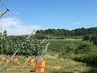 写真 2016-08-23 9 05 34.jpg