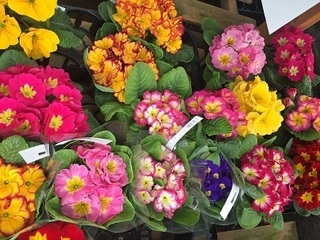 写真 2017-02-02 12 31 30.jpg