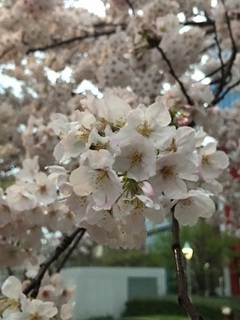 写真 2017-04-08 18 10 47.jpg