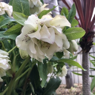 写真 2019-03-20 17 10 36.jpg