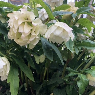 写真 2019-03-20 17 10 38.jpg