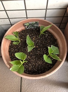 挿し木 (1).jpg