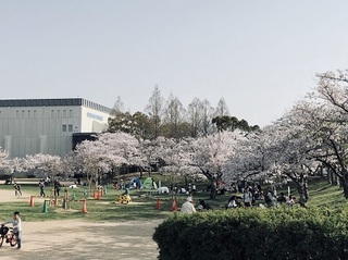 桜 2018 (2).jpg