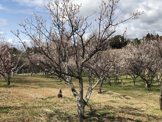 石ヶ谷公園 (1).jpg