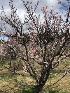 石ヶ谷公園 (4).jpg