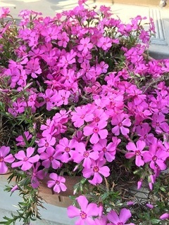 芝桜 (1).jpg