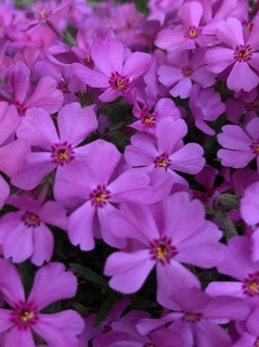 芝桜 (1).jpg