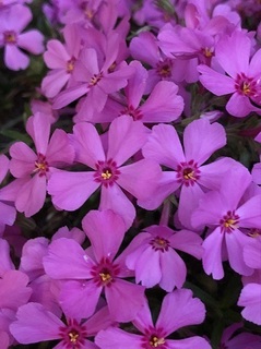 芝桜 (2).jpg