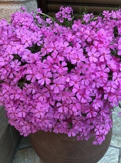 芝桜 (3).jpg