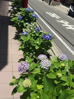 GS あじさい (1).jpg